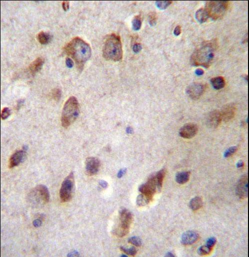 B3GNT1 Antibody immunohistochemistry of formalin-fixed and paraffin-embedded human brain tissue followed by peroxidase-conjugated secondary antibody and DAB staining.