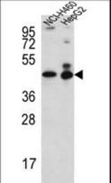 ACTL6B Antibody western blot of NCI-H460,HepG2 cell line lysates (35 ug/lane). The ACTL6B antibody detected the ACTL6B protein (arrow).