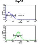 ACTL6B Antibody flow cytometry of HepG2 cells (bottom histogram) compared to a negative control cell (top histogram). FITC-conjugated goat-anti-rabbit secondary antibodies were used for the analysis.
