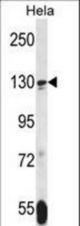 TNKS Antibody western blot of HeLa cell line lysates (35 ug/lane). The TNKS antibody detected the TNKS protein (arrow).