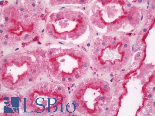 Anti-TNKS1BP1 / TAB182 antibody IHC staining of human kidney. Immunohistochemistry of formalin-fixed, paraffin-embedded tissue after heat-induced antigen retrieval. Antibody LS-B11383 concentration 10 ug/ml.