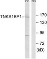 Western blot of extracts from 293 cells, using TNKS1BP1 Antibody. The lane on the right was incubated with synthetic peptide.