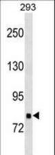 TNKS1BP1 Antibody western blot of 293 cell line lysates (35 ug/lane). The TNKS1BP1 antibody detected the TNKS1BP1 protein (arrow).