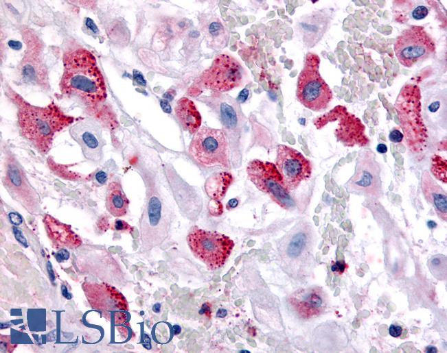 Anti-BRS3 antibody LS-A4916 IHC of human uterus, pregnant. Immunohistochemistry of formalin-fixed, paraffin-embedded tissue after heat-induced antigen retrieval.