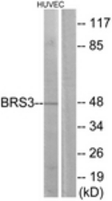 Western blot of extracts from HUVEC cells, using BRS3 Antibody. The lane on the right is treated with the synthesized peptide.
