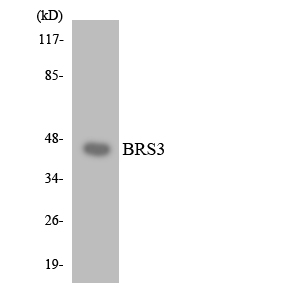 Western blot of the lysates from HT-29 cells using BRS3 antibody.