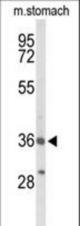Western blot of BRS3 Antibody in mouse stomach tissue lysates (35 ug/lane). BRS3 (arrow) was detected using the purified antibody.