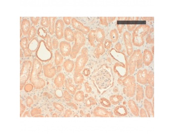 Human kidney (paraffin embedded) stained with Mouse Anti-Cytokeratin antibody [CK 211 (AE3)]