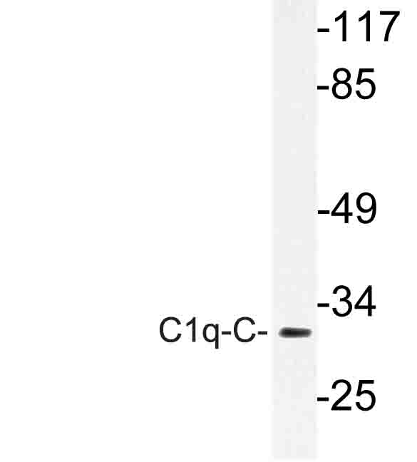 Western blot of C1q-C (Q119) pAb in extracts from rat lung cells.