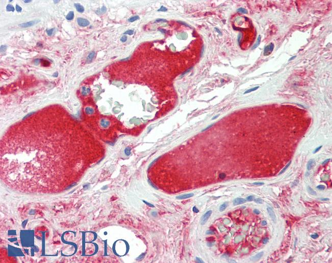 Anti-C4BPA / C4BP antibody IHC staining of human colon, vessels. Immunohistochemistry of formalin-fixed, paraffin-embedded tissue after heat-induced antigen retrieval. Antibody LS-B9692 concentration 5 ug/ml.