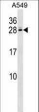 C4BPB Antibody western blot of A549 cell line lysates (35 ug/lane). The C4BPB antibody detected the C4BPB protein (arrow).