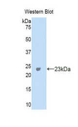 Western blot of recombinant CA5A / CAV.