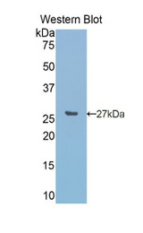 Western blot of recombinant CA5A / CAV.