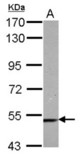 Sample (50 ug of whole cell lysate) A: Mouse brain 7.5% SDS PAGE CAMK2G antibody diluted at 1:1000