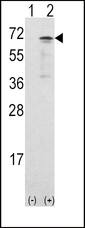 Western blot of CAMKK1 (arrow) using rabbit polyclonal CAMKK1 Antibody. 293 cell lysates (2 ug/lane) either nontransfected (Lane 1) or transiently transfected with the CAMKK1 gene (Lane 2).