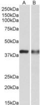 CAPG antibody (0.3 ug/ml) staining of U937 (A) and Human Spleen (B) lysates (35 ug protein in RIPA buffer). Primary incubation was 1 hour. Detected by chemiluminescence.