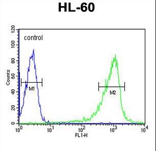 CAPZA1 Antibody flow cytometry of HL-60 cells (right histogram) compared to a negative control cell (left histogram). FITC-conjugated goat-anti-rabbit secondary antibodies were used for the analysis.