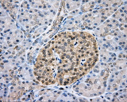 IHC of paraffin-embedded pancreas tissue using anti-CAPZA1 mouse monoclonal antibody. (Dilution 1:50).