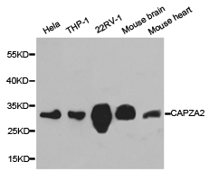 Western blot of extracts of various cell lines, using CAPZA2 antibody.