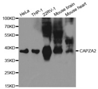 Western blot analysis of extracts of various cell lines, using CAPZA2 antibody.