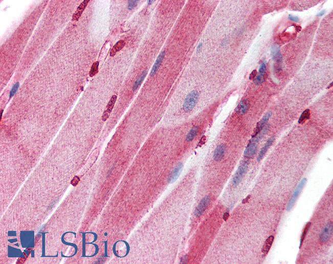 Anti-CASP8AP2 / FLASH antibody IHC of human skeletal muscle. Immunohistochemistry of formalin-fixed, paraffin-embedded tissue after heat-induced antigen retrieval. Antibody LS-B198 concentration 10 ug/ml.