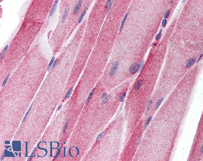 Anti-CASP8AP2 / FLASH antibody IHC of human skeletal muscle. Immunohistochemistry of formalin-fixed, paraffin-embedded tissue after heat-induced antigen retrieval. Antibody LS-B197 concentration 10 ug/ml.
