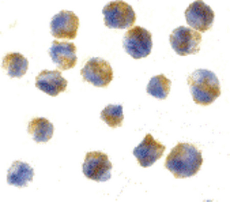 Immunocytochemistry of precerebellin in 3T3 cells with precerebellin antibody at 10 ug/ml.