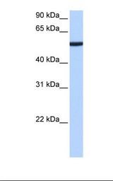 Heart cell lysate. Antibody concentration: 0.5 ug/ml. Gel concentration: 12%.