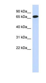C1orf65 antibody LS-C102512 Western blot of Fetal Muscle lysate.
