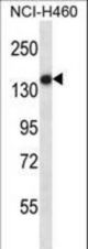 TLR8 Antibody western blot of NCI-H460 cell line lysates (35 ug/lane). The TLR8 antibody detected the TLR8 protein (arrow).