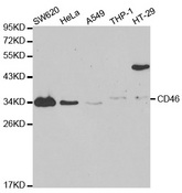 Western blot analysis of extracts of various cell lines, using CD46 antibody.