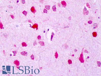 Anti-DOC-1 / CDK2AP1 antibody IHC of human brain, cortex. Immunohistochemistry of formalin-fixed, paraffin-embedded tissue after heat-induced antigen retrieval. Antibody LS-B8493 dilution 1:50-1:100.