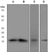 Western blot analysis on (A) 293T, (B) HeLa, (C) HUVEC, and (D) LNCaP cell lysates using anti-CDK2AP1 antibody. Note: Dilute primary antibody in 1% BSA.