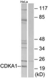 Western blot of extracts from HeLa cells, using CDKPA1 Antibody. The lane on the right is treated with the synthesized peptide.
