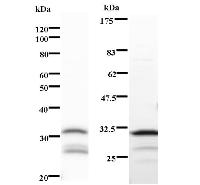 Left : Western blot analysis of immunized recombinant protein, using anti-CDK2AP1 monoclonal antibody. Right : CBB staining of immunized recombinant protein.