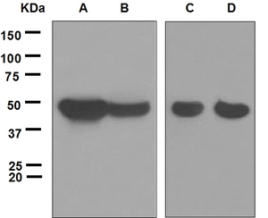 Western blot analysis on (A) fetal brain, (B) SH-SY5Y, (C) mouse brain and (D) rat brain lysates using anti-Cdk5R2 antibody.