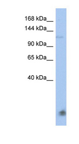 HERC5 antibody western blot of HT1080 cell lysate.