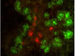 Anti-Elastase and Anti-Insulin Antibodies - Immunofluorescence. Double immunofluorescence microscopy after staining of mouse embryonic gut tissue with anti-Elastase antibody and anti-Insulin antibody. Tissue sections were prepared using frozen sections after fixation for 1 h in 4% PFA. The image shows elastase staining in green and insulin staining in red. Personal communication, C. Murtaugh, Harvard University.