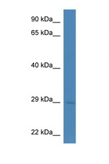 CELA1 antibody LS-C135261 Western blot of Mouse Kidney lysate. Antibody concentration 1 ug/ml.