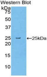 Western blot of recombinant CELA1 / Elastase.