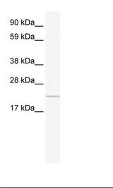 Placenta Lysate