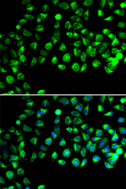 Immunofluorescence blot of A549 cell using C16orf80 antibody. Blue: DAPI for nuclear staining.