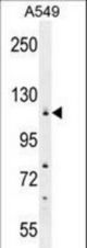 WDR52 Antibody western blot of A549 cell line lysates (35 ug/lane). The WDR52 antibody detected the WDR52 protein (arrow).