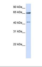 293T cell lysate. Antibody concentration: 1.0 ug/ml. Gel concentration: 12%.