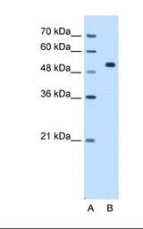 Lane A: Marker. Lane B: HepG2 cell lysate. Antibody concentration: 0.5 ug/ml. Gel concentration: 12%.