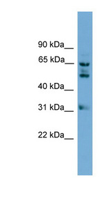 WDR16 antibody LS-C116517 Western blot of 293T cell lysate.