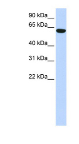 CCDC11 antibody LS-C102644 Western blot of 293T cell lysate.