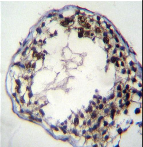 C7orf63 Antibody immunohistochemistry of formalin-fixed and paraffin-embedded human testis tissue followed by peroxidase-conjugated secondary antibody and DAB staining.