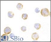 Immunocytochemistry of TLR3 in EL4 cells with TLR3 antibody at 1 µg/ml.
