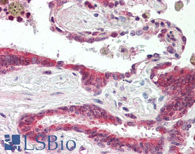 Anti-CRYPTIC antibody IHC staining of human lung, respiratory epithelium. Immunohistochemistry of formalin-fixed, paraffin-embedded tissue after heat-induced antigen retrieval.
